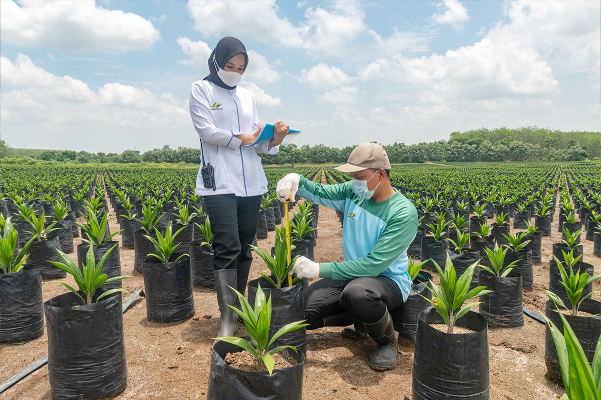 Pengolahan Bibit Unggul Kelapa Sawit PTPN Holding